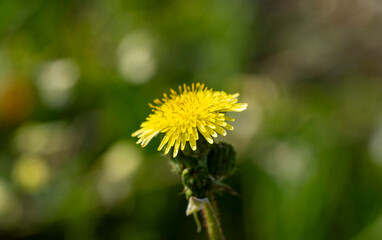 Perennial sow thistle. Sonchus arvensis, the field milk , field sowthistle, perennial sow, corn sow thistle, dindle, gutweed, swine thistle, or tree sow thistle, is a species of floweri