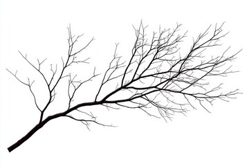 Obraz premium Bare tree branches against a white background (1)