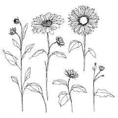line art sunflowers illustration. Set outline aster sketch, doodle floral stems. Hand drawn Botanical drawing. Simple Stylized flowers. Black and White blooming chamomile