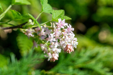 Close up of red flowering currant (ribes sanguineum) flowers in bloom