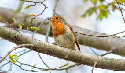 robin on a branch