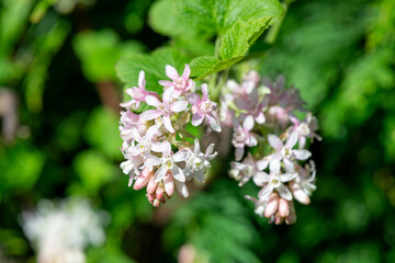 Close up of red flowering currant (ribes sanguineum) flowers in bloom