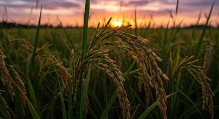 Golden Rice Field at Sunset