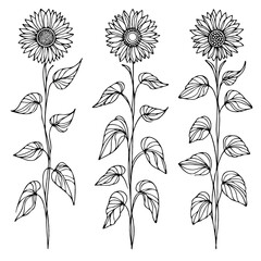 line art sunflowers illustration. Set outline aster sketch, doodle floral stems. Hand drawn Botanical drawing. Simple Stylized flowers. Black and White blooming chamomile