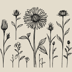 line art sunflowers illustration. Set outline aster sketch, doodle floral stems. Hand drawn Botanical drawing. Simple Stylized flowers. Black and White blooming chamomile