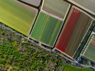 Aerial footage shows colorful tulip fields, greenhouses, and canals stretching across the flat...
