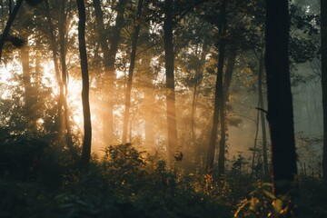 Obraz premium Enchanting forest scene with golden sunlight filtering through tall trees, creating a mystical and serene atmosphere.
