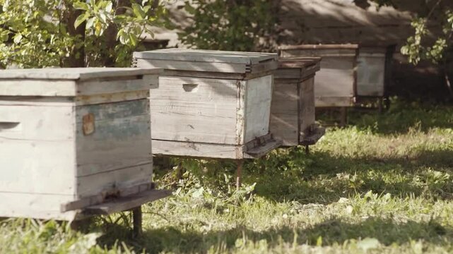 A row of beehives in a garden.