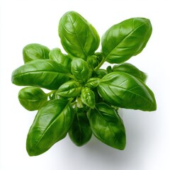 Fototapeta premium Fresh basil plant close up top view on white background