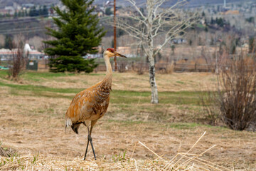 Sandhill crane perched in Steamboat Springs Colorado