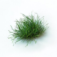 A clump of vibrant green grass isolated against a white background view