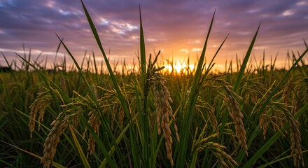 Fototapeta premium Golden Rice Field at Sunset: A Serene Harvest