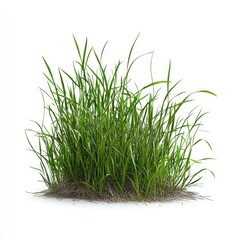 A clump of green grass with visible roots isolated on white background