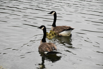 Geese and Goslings