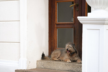 Cute dog guards the entrance to the house lying by the front door
