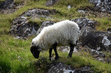 Un mouton noir et blanc dans le Connemara en Irlande