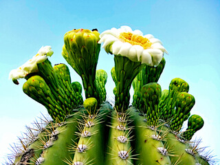 Saguaro cactus blossoms and unopened buds, spines and glochids