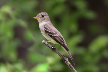 A close up of a Eastern Wood-Pewee perched on the tip of a thin twig
