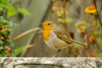 A close up of a perched European Robin