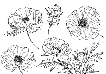 Set outline peony spring, doodle Collection floral stems. Hand drawn Botanical drawing. Detailed line art peonies illustration. Simple Stylized anemone flowers. Black and White blossom sketch