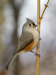 A close up of a Tufted Titmouse perched on a thin forsythia twig