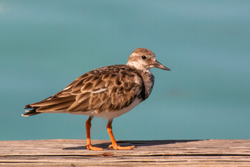 A close up of a Ruddy Turnstone in basic, non-breeding plumage standing on a wooden board with a blue sea background