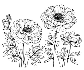 Set outline peony spring, doodle Collection floral stems. Hand drawn Botanical drawing. Detailed line art peonies illustration. Simple Stylized anemone flowers. Black and White blossom sketch