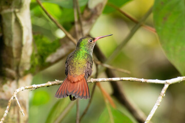 Fototapeta premium A Rufous-tailed Hummingbird perched on a small twig with its tail spread