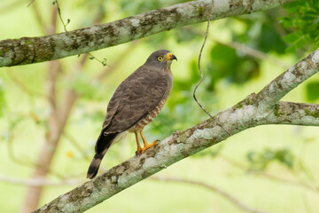 An adult Roadside Hawk perched on a small branch at the woodland edge