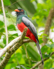 A close up side view of a Slaty-tailed Trogon perched on a broken branch tip