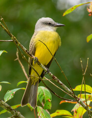 Front view of a colorful Tropical Kingbird perched on a narrow twig