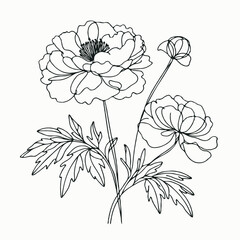 Set outline peony spring, doodle Collection floral stems. Hand drawn Botanical drawing. Detailed line art peonies illustration. Simple Stylized anemone flowers. Black and White blossom sketch