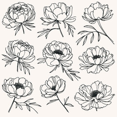 Set outline peony spring, doodle Collection floral stems. Hand drawn Botanical drawing. Detailed line art peonies illustration. Simple Stylized anemone flowers. Black and White blossom sketch