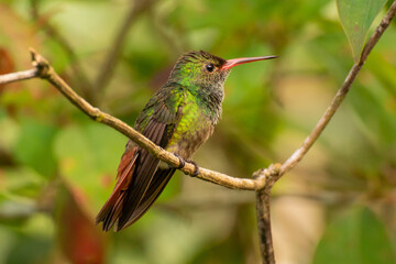 A close up side view of a perched Rufous-tailed Hummingbird
