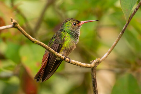A close up side view of a perched Rufous-tailed Hummingbird