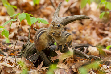 Two Eastern Chipmunks sitting together on a fallen branch amongst the leaf litter