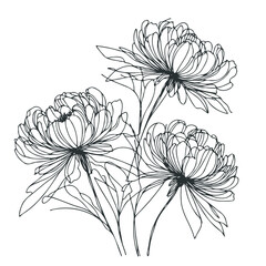 Set outline peony spring, doodle Collection floral stems. Hand drawn Botanical drawing. Detailed line art peonies illustration. Simple Stylized anemone flowers. Black and White blossom sketch