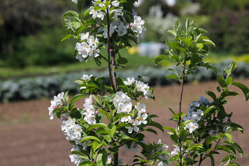 blossoming apple tree