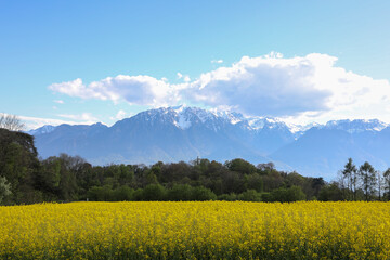 Fototapeta premium Yellow rapeseed field in Switzerland