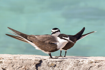 A pair of Bridled Terns  perched on rocks