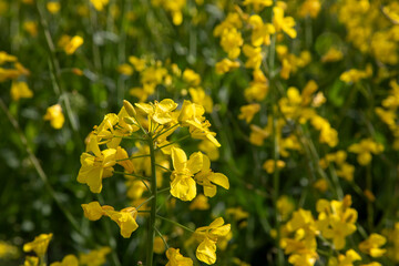 Yellow rapeseed field in Switzerland
