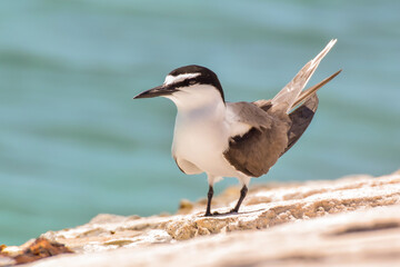 A front view of a Bridled Tern perched on rocks