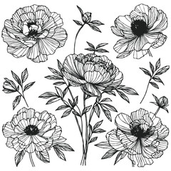 Set outline peony spring, doodle Collection floral stems. Hand drawn Botanical drawing. Detailed line art peonies illustration. Simple Stylized anemone flowers. Black and White blossom sketch
