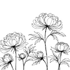 Set outline peony spring, doodle Collection floral stems. Hand drawn Botanical drawing. Detailed line art peonies illustration. Simple Stylized anemone flowers. Black and White blossom sketch