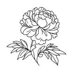 Set outline peony spring, doodle Collection floral stems. Hand drawn Botanical drawing. Detailed line art peonies illustration. Simple Stylized anemone flowers. Black and White blossom sketch