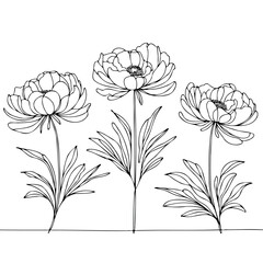 Set outline peony spring, doodle Collection floral stems. Hand drawn Botanical drawing. Detailed line art peonies illustration. Simple Stylized anemone flowers. Black and White blossom sketch