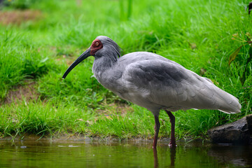 Naklejka premium トキ