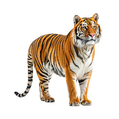 Fototapeta premium Majestic Bengal Tiger Standing Isolated on Transparent Background PNG