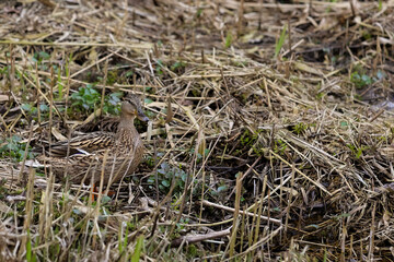 Well Camouflaged Female Mallard Duck (Anas Platyrhynchos) Hen Hiding Among Dry Reeds And Grass Vegetation Near Water Edge. Bird Wildlife In Natural Habitat.