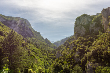 Forest of the Mount Olympus,  Greece